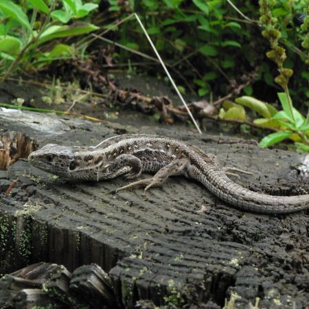 Lacerta agilis